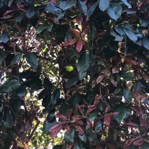 Meet your Posher, Kenzie